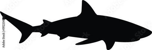 Whale shark silhouette isolated on white background, large marine ocean fish predator wildlife vector illustration design