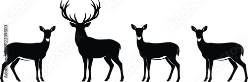 Black silhouette of a majestic male deer with large antlers standing among three graceful female does isolated on a clean white background