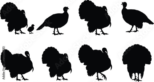 Black turkey silhouette set with gobbler tom and hen poultry collection for Thanksgiving holiday autumn harvest and farm bird design isolated on white