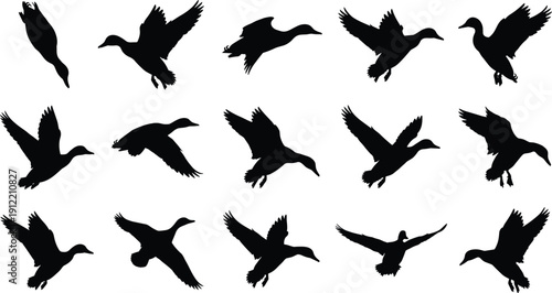 Flying duck silhouette set in various wing positions, black waterfowl vector collection isolated on light background for wildlife and hunting design
