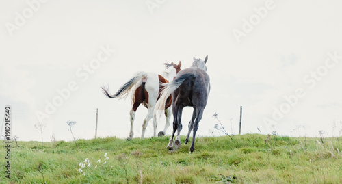 Arabian horse on a misty day