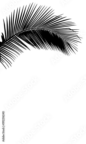 High-contrast black coconut leaf shadow silhouette on a isolated background. Elegant tropical botanical overlay for summer branding, exotic travel posters, and modern graphic design.