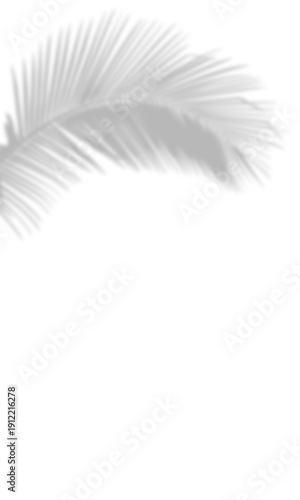 Ultra-soft light grey coconut leaf shadow with ethereal edge blur on isolated background. Zen-inspired tropical overlay for minimalist mockups, peaceful branding, and aesthetic graphic design.