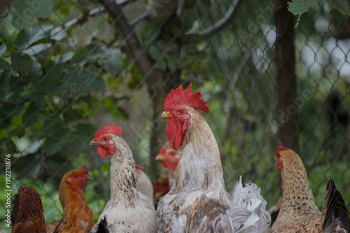Fotografija Rooster and hens standing together on a farm