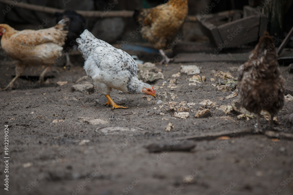 Fototapeta premium Speckled chicken pecking ground, other hens foraging farm