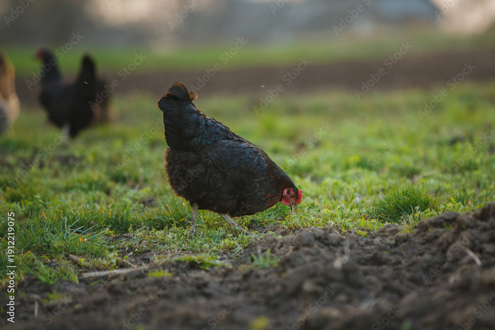 Fototapeta premium Black chicken foraging on green grass and soil