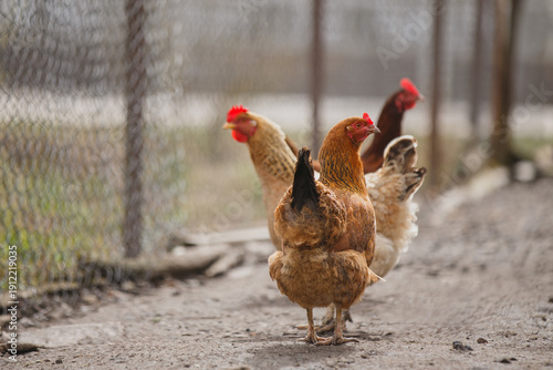 Fotografía Chickens roaming on a rural poultry farm