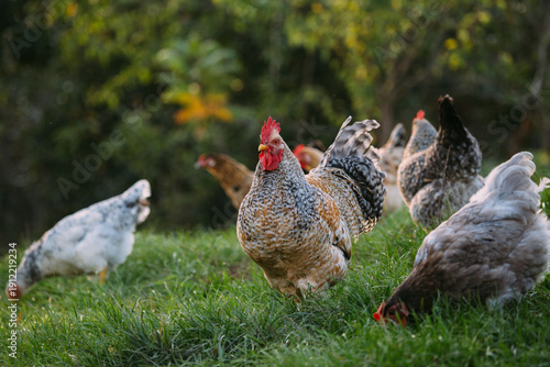 Free-range organic rooster and chickens foraging outdoors