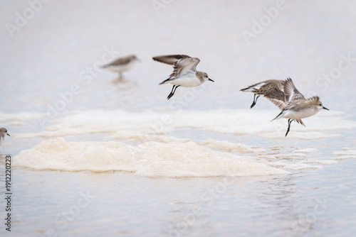 Obraz na plátně Red-necked Stint or Calidris ruficollis group in juvenile and non-breeding pluma
