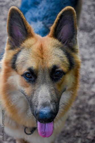 German Shepherd Dog, Kelaniya, Sri Lanka.