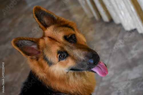 German Shepherd Dog, Kelaniya, Sri Lanka.