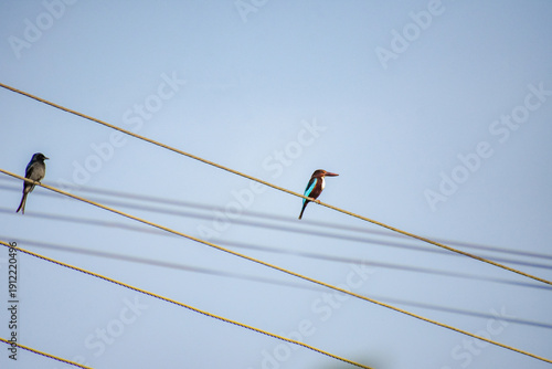 Kingfisher Bird on an electric cable, Kelaniya, Sri Lanka.