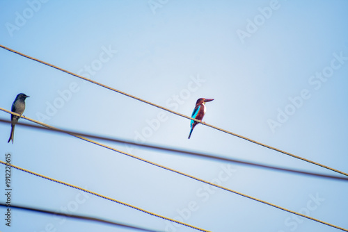 Kingfisher Bird on an electric cable, Kelaniya, Sri Lanka.
