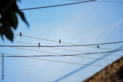 Kingfisher Bird on an electric cable, Kelaniya, Sri Lanka.