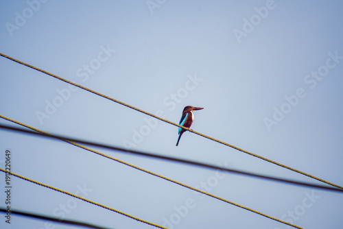 Kingfisher Bird on an electric cable, Kelaniya, Sri Lanka.