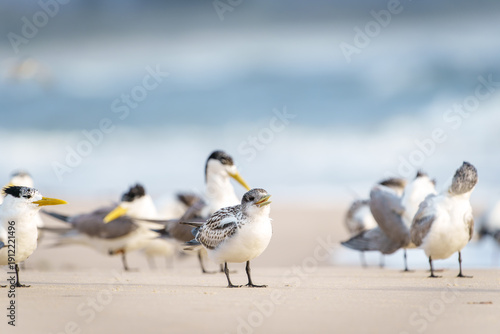 Fototapeta Greater Crested Tern (Thalasseus bergii) juvenile and flock in background flock