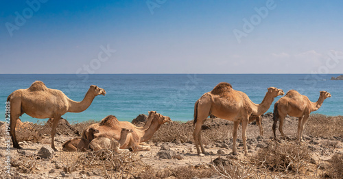 Canvas Print A herd of Arabian camels (Dromedaries) resting on the rugged shores of Fizayah Beach, Oman