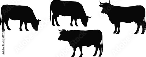 Cow silhouettes in grazing and standing poses, vector illustration for livestock, agriculture, animal design, educational, rural themes