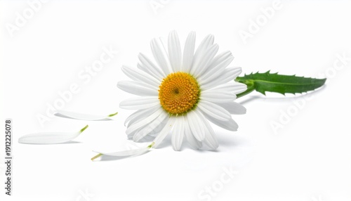 Round floral app icon - Modern chamomile symbol for UI/UX design. withe daisy 
