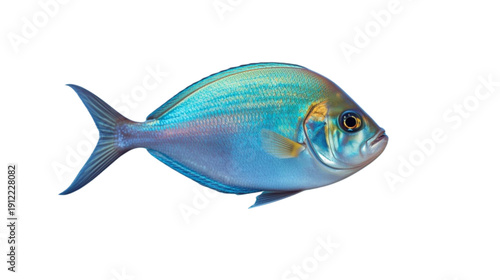 fish on a white background