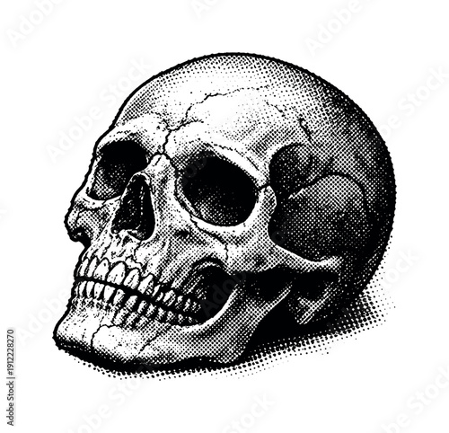 Vintage Skull Engraving. A worn skull depicted as a symbolic object, slightly tilted and cropped at the edges, engraved