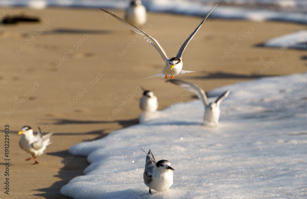 Fototapeta premium Little Tern Sternula albifrons breeding plumage in flight over beach and wave below.