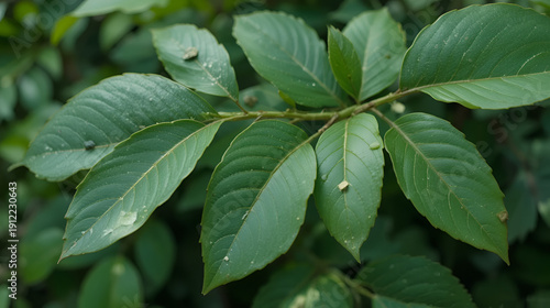 elliptical leaf shapes