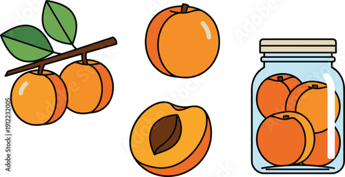 Fresh Apricot Fruit Illustration Set Featuring Whole Apricots on Branch Halved Fruit with Pit and Apricot Jam Jar Icons