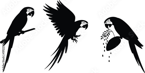 Parrot silhouettes set, perched flying feeding macaw birds, black vector illustration, tropical wildlife icon, minimalist logo clipart collection