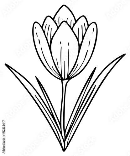 Simple line art illustration of a single tulip flower with leaves, delicate botanical drawing.