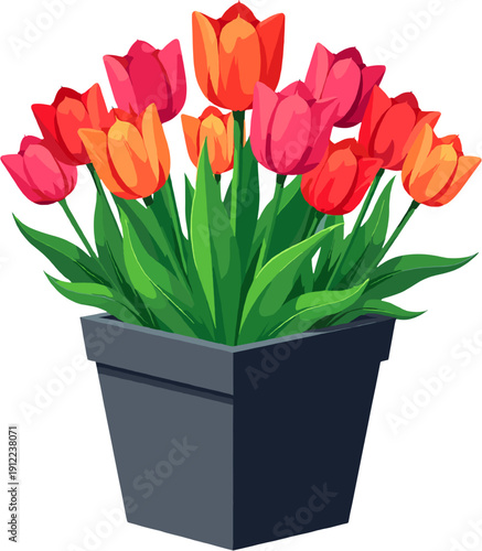 Colorful tulips in decorative pots with vibrant spring blooms and lush green foliage for home, balcony and garden decoration