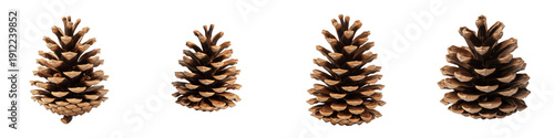 Canvastavla Natural Brown Pinecone Collection, Dry Evergreen Fir Tree Seeds, Rustic Christma