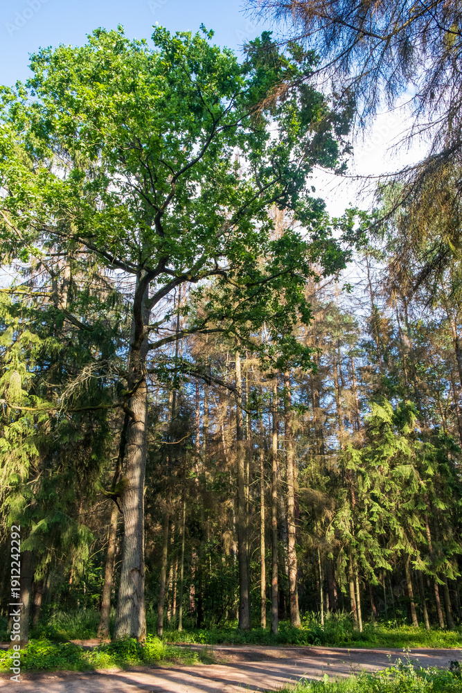 Fototapeta premium Oak tree by a gravel road, Bialowieza Forest, Poland