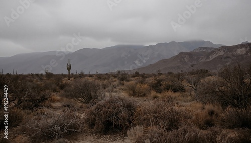 Cloudy Day in Desert Landscape Near Mountains With Cacti and Dry Shrubs