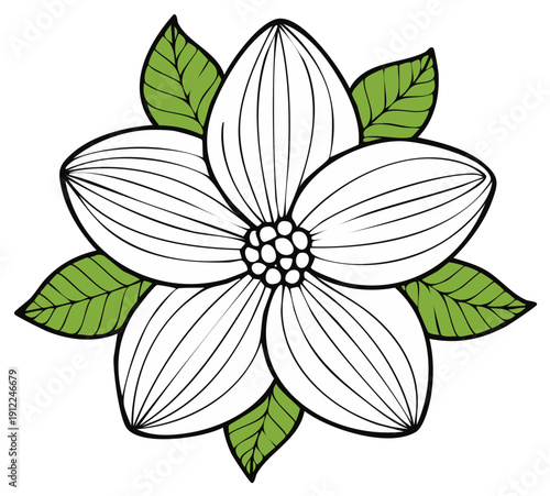 Dogwood flower vector graphic in black and white with green leaves floral clip art with line art design