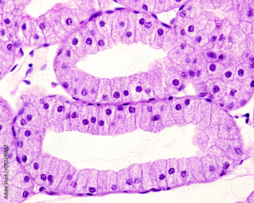 Obraz na plátne Alveolar gland