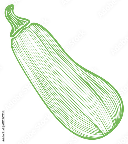 Green zucchini vegetable illustration stylized drawing, isolated on white background
