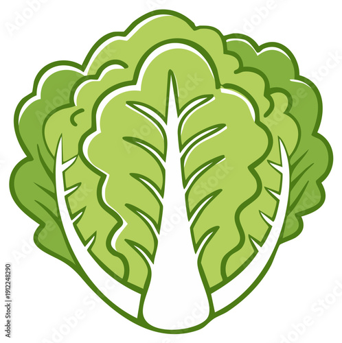 Illustration of a fresh green lettuce head, leafy vegetable for a healthy diet and salad preparations