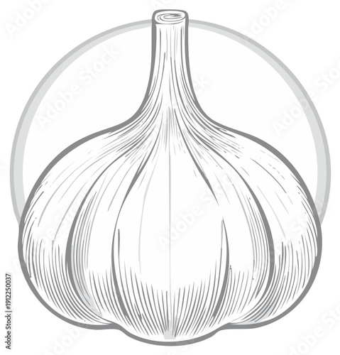 Garlic Bulb: Detailed Etching of a Culinary Herb with an Intricate Circular Gray Frame