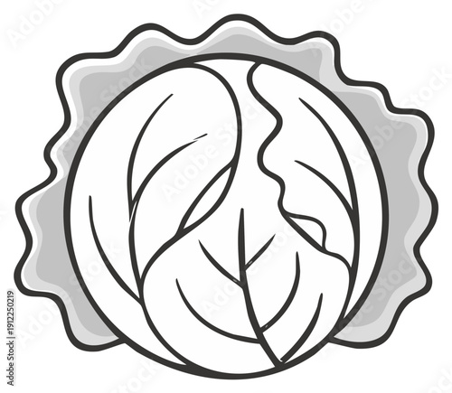 Stylized illustration of a cabbage head, with a wavy, decorative border