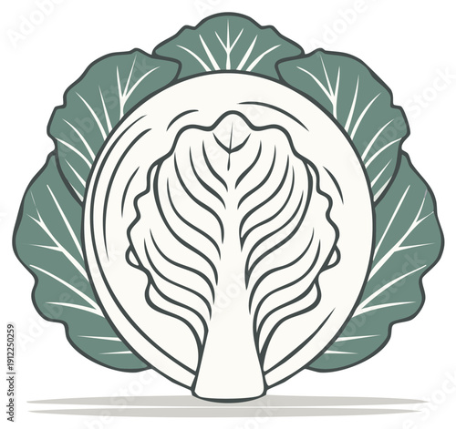 Vector illustration of a halved cabbage with visible leafy layers and texture detail
