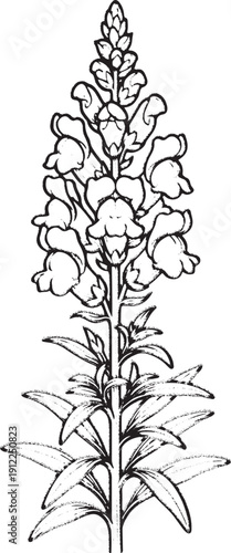 Snapdragon (Antirrhinum) Flower Illustration - Vintage Botanical Sketch, Hand Drawn Snapdragon Plant - Garden Flower Spike