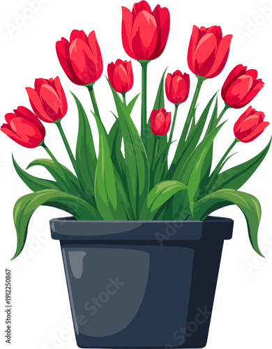 Red tulips in black flower pot isolated on white background decorative spring plant for home decor and gardening design projects