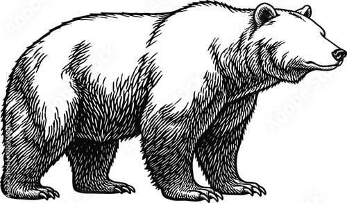 Hand drawn grizzly bear silhouette on white background, wild forest animal predator for outdoor adventure logo, cad drawing flat vector illustration, nature wildlife