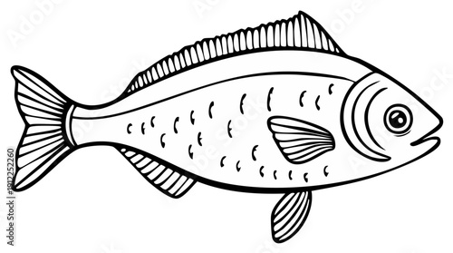 Simple outline drawing of a fish with fins and scales for aquatic animal designs or children's coloring pages