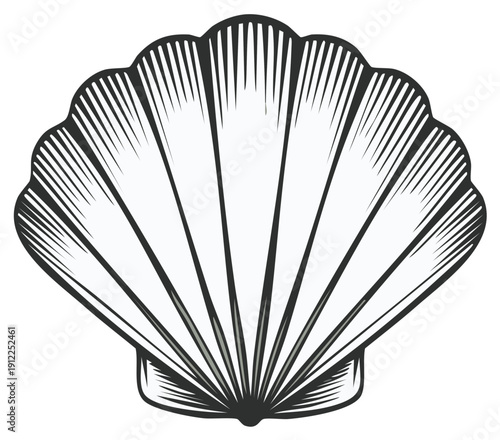 Elegant Scallop Shell Illustration Intricate Detail Outline Graphic