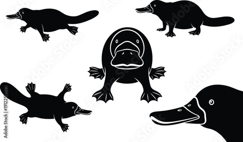 Set of black platypus silhouettes in various swimming and standing poses, unique Australian monotreme wildlife for nature logo, cad drawing flat vector illustration