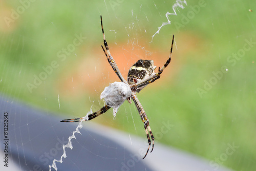 The Silver Garden Orbweaver a common non venomous spider that is found throughout Brazil.