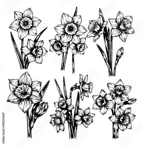 Hand drawn line art daffodil set featuring various blooming flowers and buds for spring botanical designs
