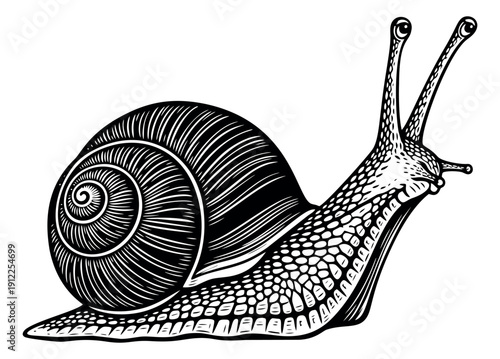 Hand drawn line art illustration of a snail depicting a side view for nature and wildlife themes